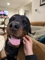 Lost Male Dog last seen Near Wissacet Ave, Los Angeles, CA 91304