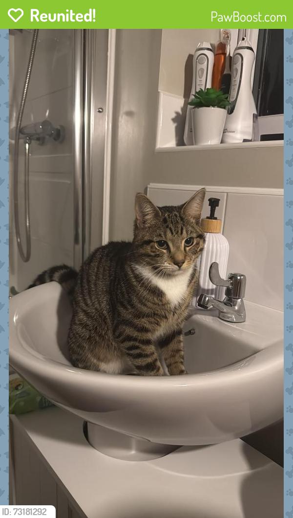 Reunited Male Cat last seen battlefield shrewsbury, Shropshire, England SY1 4BF