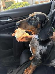 Lost Male Dog last seen Near Balfore, Riverside, CA 92506
