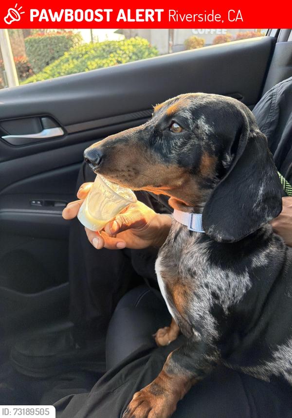 Lost Male Dog last seen Near Balfore, Riverside, CA 92506