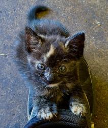 Reunited Female Cat last seen Noelani St, Hoomalu St & Hoohulu St, Pearl City, HI 96782