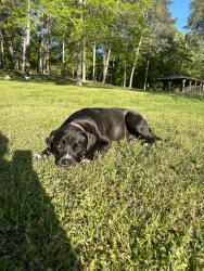 Lost Female Dog last seen Elliot dr by circle k, Rome, GA 30165