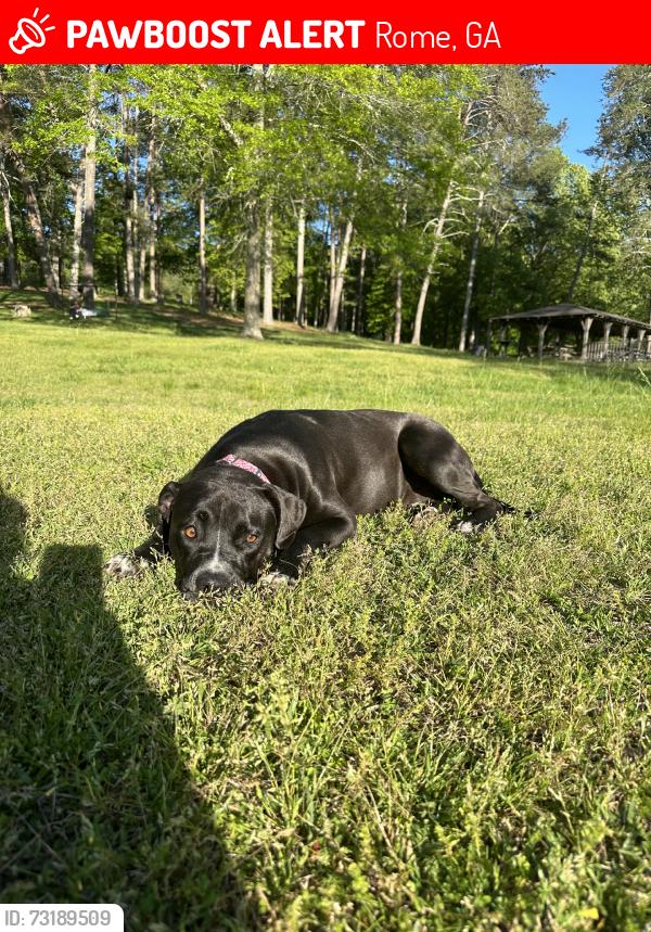 Lost Female Dog last seen Elliot dr by circle k, Rome, GA 30165