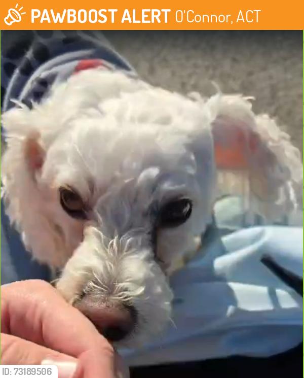 Found/Stray Unknown Dog last seen Between Wattle Street and Berrigan Crescent, O'Connor, ACT 2602