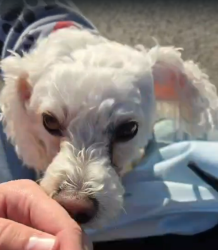 Found/Stray Unknown Dog last seen Between Wattle Street and Berrigan Crescent, O'Connor, ACT 2602
