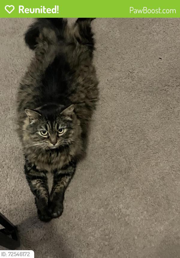 Reunited Female Cat last seen Belmont Ave Long Beach ca, Long Beach, CA 90804