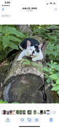 Lost Male Cat last seen Byrne dairy, Fulton, NY 13069