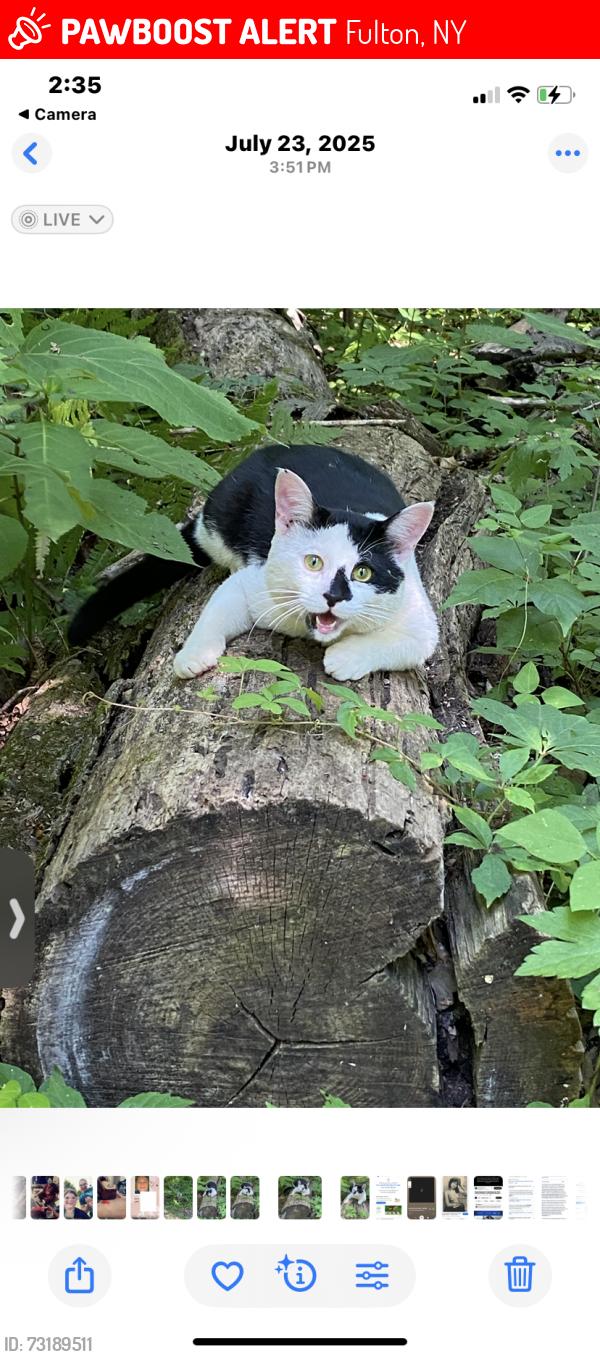 Lost Male Cat last seen Byrne dairy, Fulton, NY 13069