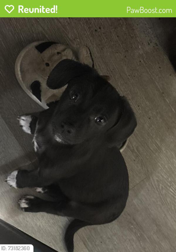 Reunited Female Dog last seen Hitchcock Way and Valley Hi dr, Sacramento, CA 95823