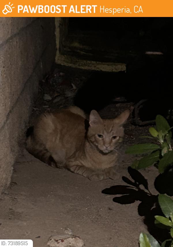 Found/Stray Unknown Cat last seen Baystone and sultana, Hesperia, CA 92340