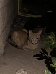 Found/Stray Unknown Cat last seen Baystone and sultana, Hesperia, CA 92340