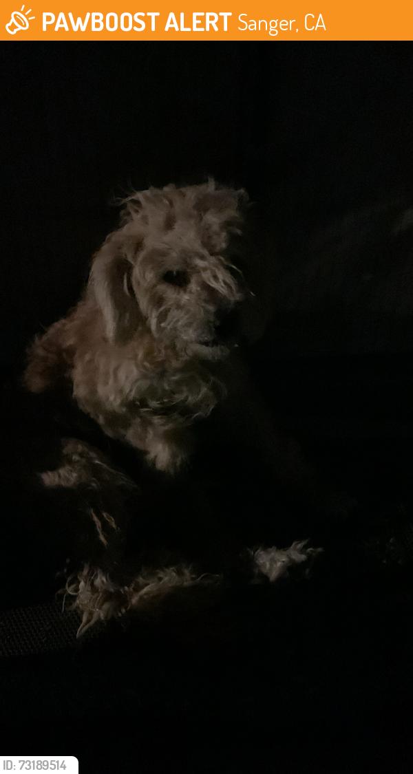 Found/Stray Unknown Dog last seen North and Sanger ave, Sanger, CA 93657