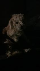 Found/Stray Unknown Dog last seen North and Sanger ave, Sanger, CA 93657