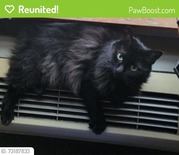 Reunited Female Cat last seen N Trenton & N Fiske, Portland, OR 97203