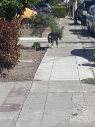 Found/Stray Unknown Dog last seen Westfield avenue ,towards sunset, Hayward, CA 94541