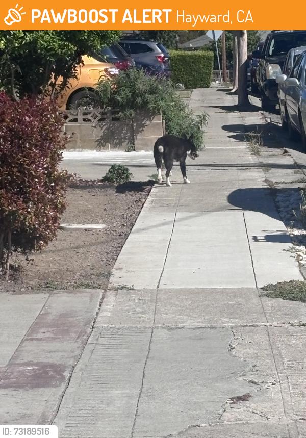 Found/Stray Unknown Dog last seen Westfield avenue ,towards sunset, Hayward, CA 94541