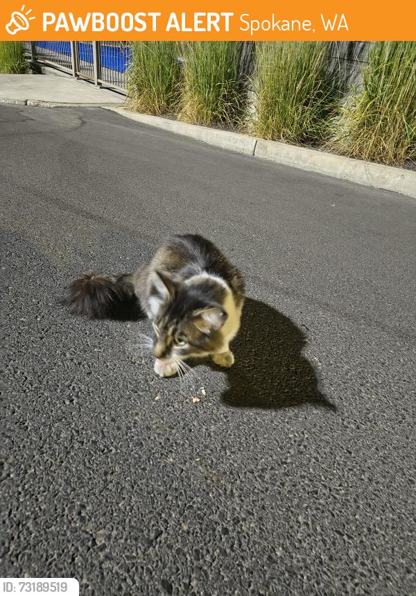 Found/Stray Female Cat last seen Parking lot of 1898 Public hse, Spokane, WA 99218