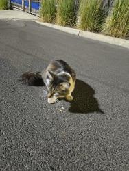 Found/Stray Female Cat last seen Parking lot of 1898 Public hse, Spokane, WA 99218