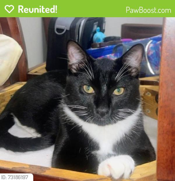 Reunited Male Cat last seen Alta drive and Lorenzi st, Las Vegas, NV 89107