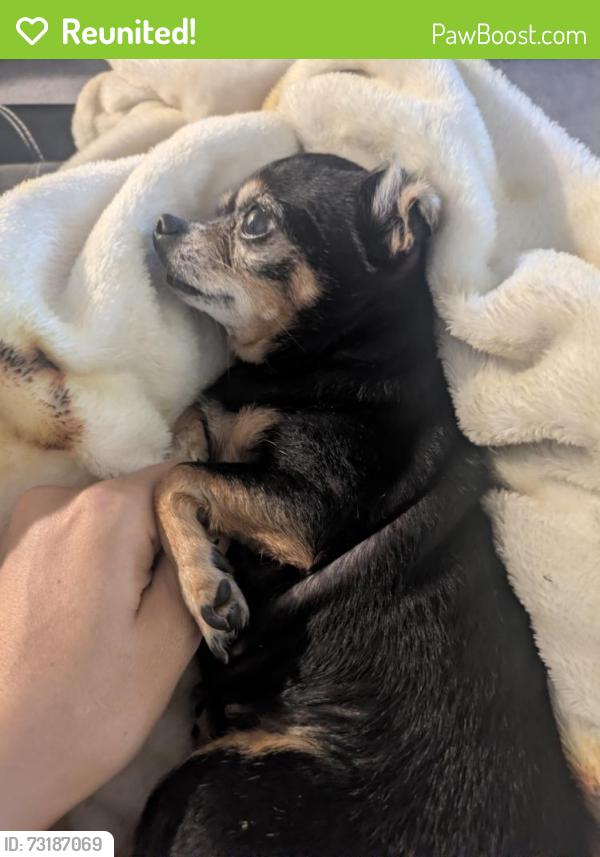 Reunited Female Dog last seen Folklore, Sacramento, CA 95827