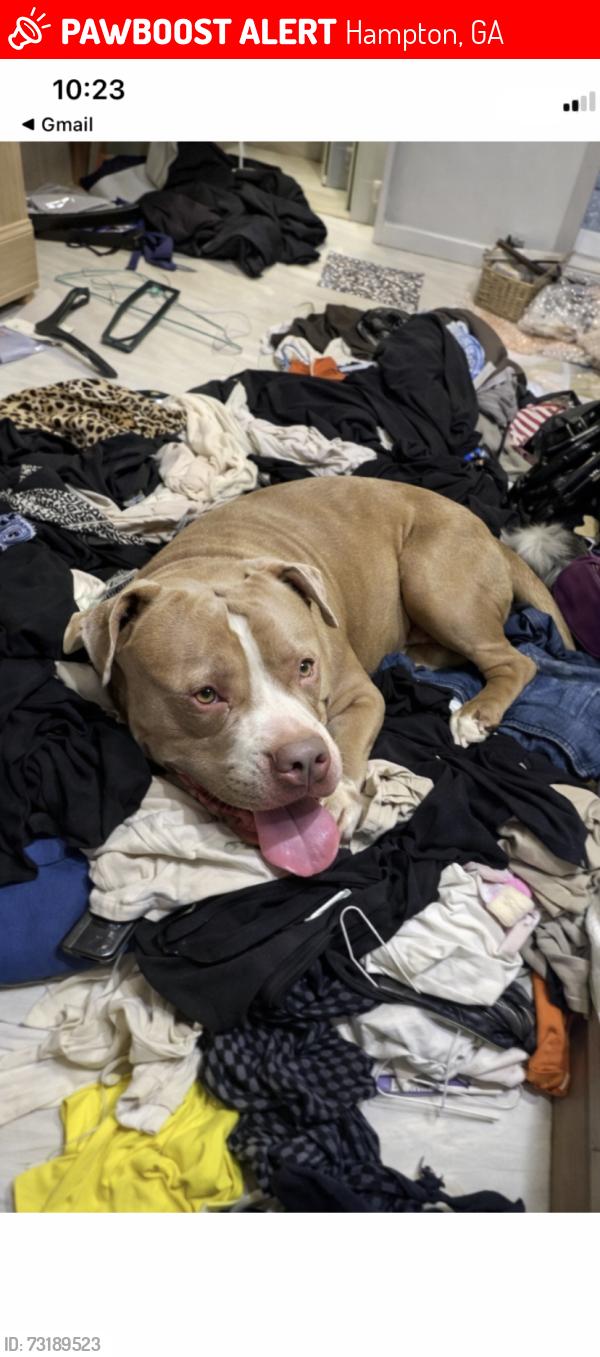 Lost Male Dog last seen Tara blvd and McDonough road, Hampton, GA 30228