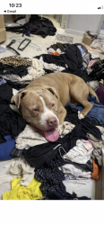 Lost Male Dog last seen Tara blvd and McDonough road, Hampton, GA 30228