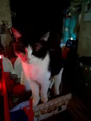 Lost Male Cat last seen Main & South 8th Street, West Point, KY 40177