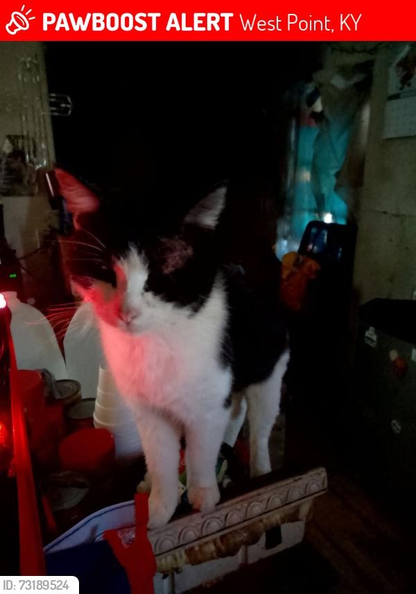 Lost Male Cat last seen Main & South 8th Street, West Point, KY 40177
