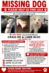 Lost Female Dog last seen Craig and lamb, Las Vegas, NV 89115
