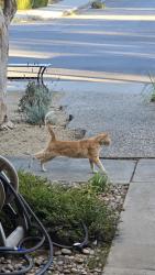 Found/Stray Unknown Cat last seen Coyote rd. And Century Oaks Way, San Jose, CA 95111