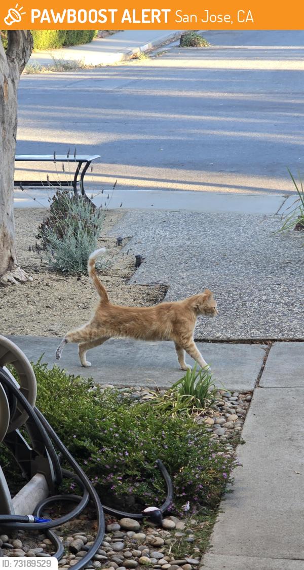 Found/Stray Unknown Cat last seen Coyote rd. And Century Oaks Way, San Jose, CA 95111