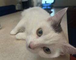 Reunited Female Cat last seen Near Venetian Promenade, Lindenhurst, NY 11757