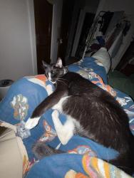 Reunited Male Cat last seen Athens and Madison, Lakewood, OH 44107