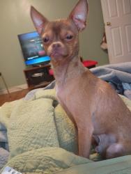 Lost Male Dog last seen Richburg Road, Hattiesburg, MS 39402