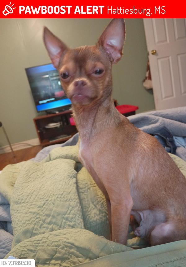 Lost Male Dog last seen Richburg Road, Hattiesburg, MS 39402