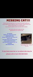 Lost Female Cat last seen 148th ave se & lakehill blvd, Bellevue, WA 98006
