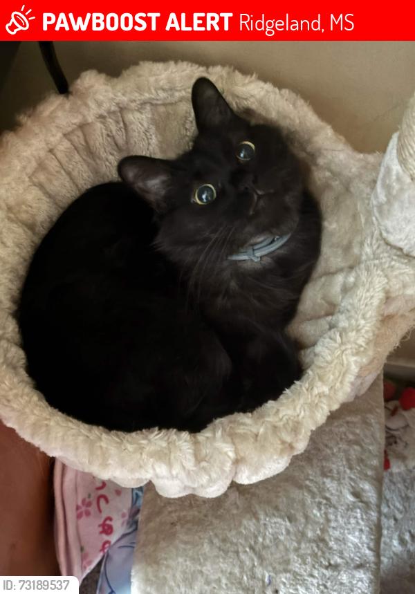 Lost Male Cat last seen We last saw him cutting through a neighbors backyard a few hses down., Ridgeland, MS 39157