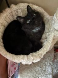 Lost Male Cat last seen We last saw him cutting through a neighbors backyard a few hses down., Ridgeland, MS 39157