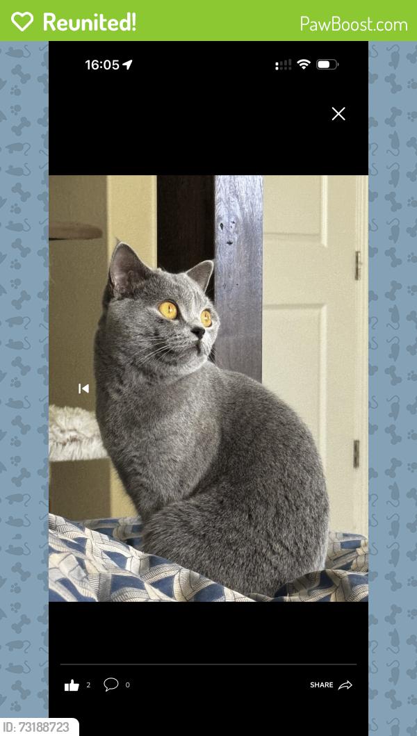 Reunited Female Cat last seen cruiser，Irvine，ca，92618, Irvine, CA 92618