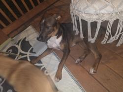 Found/Stray Female Dog last seen Cathedral ln woodland lake rd mc calla, Tuscaloosa County, AL 35111
