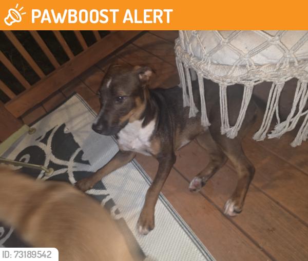 Found/Stray Female Dog last seen Cathedral ln woodland lake rd mc calla, Tuscaloosa County, AL 35111