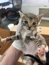 Shelter Stray Female Cat last seen CASSET AVE, 2020 Forest St, Jacksonville, FL 32204, USA