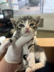 Shelter Stray Male Cat last seen CASSET AVE, 2020 Forest St, Jacksonville, FL 32204, USA