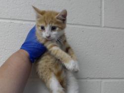 Shelter Stray Male Cat last seen Near BLOCK CLINTON RD, FAYETTEVILLE NC 28312, 4704 Corporation Dr, Fayetteville, NC 28306, USA