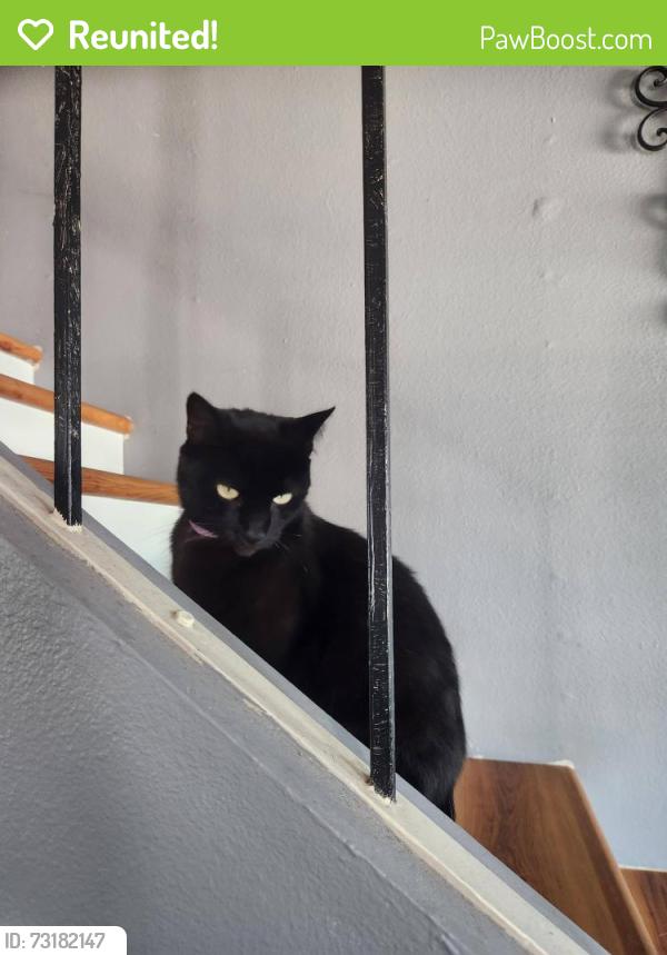 Reunited Male Cat last seen Tebo ct RobRoy, San Diego, CA 92154