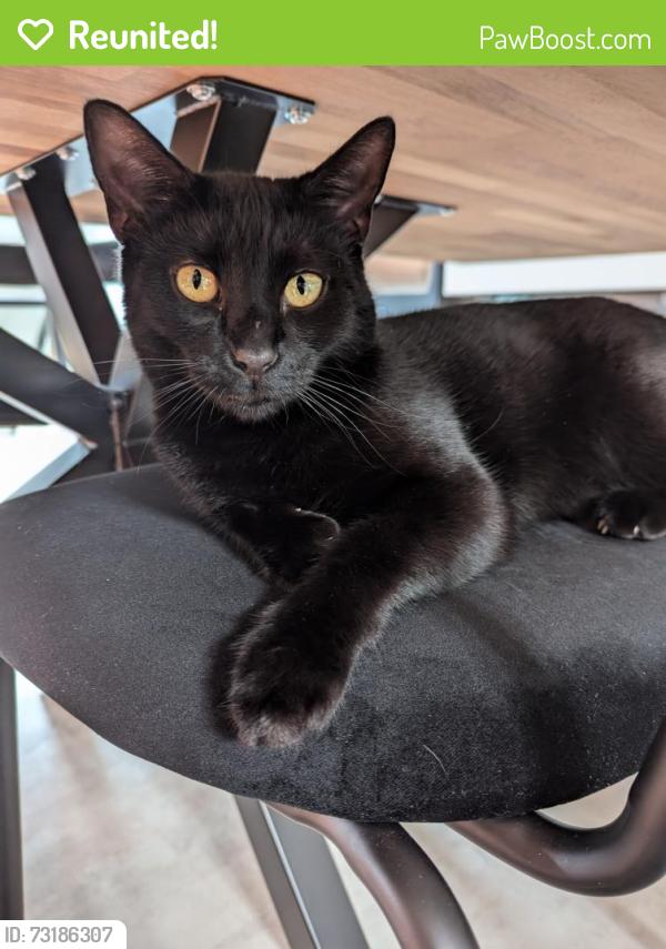 Reunited Male Cat last seen Chestnut road, st martins avenue, outland road, Plymouth, England 