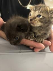 Shelter Stray Male Cat last seen , 14409 Vanowen St, Van Nuys, CA 91405, USA