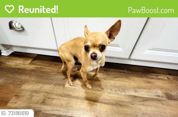 Reunited Male Dog last seen Pelham est near the Prisma Health hosp, Greenville, SC 29615