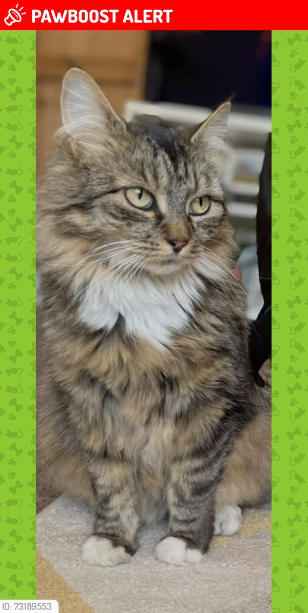 Lost Female Cat last seen Leicester Road, Mountsorrel (near speedwell road), Mountsorrel, England 