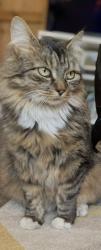 Lost Female Cat last seen Leicester Road, Mountsorrel (near speedwell road), Mountsorrel, England 